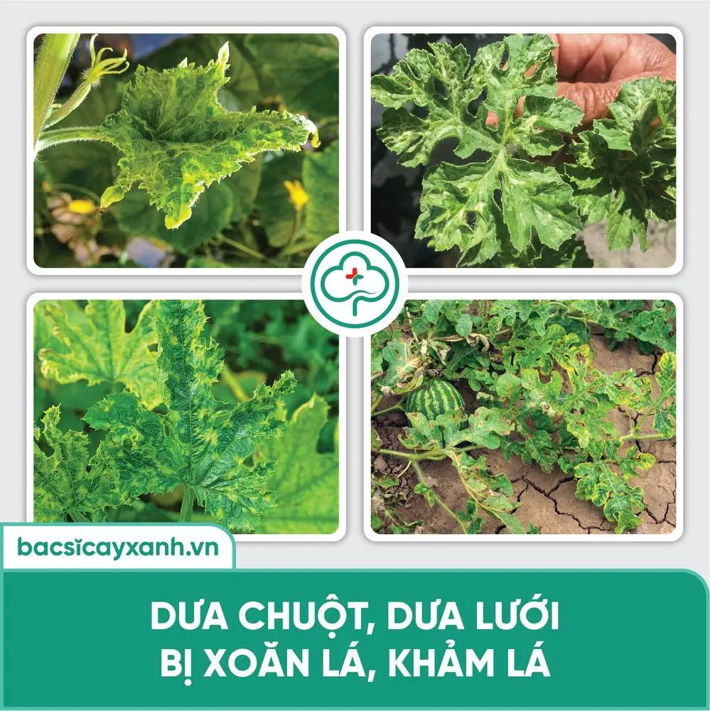 Xoăn ngọn khảm lá ở bầu bí, dưa